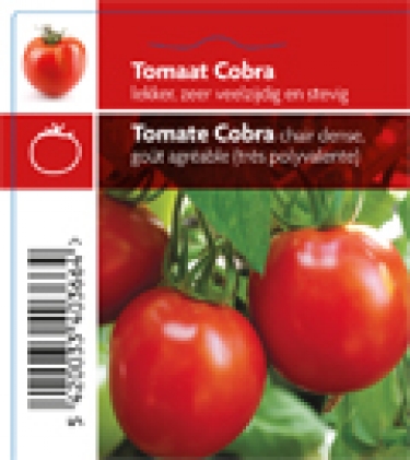 Tomate Cobra (tray 12 pot)